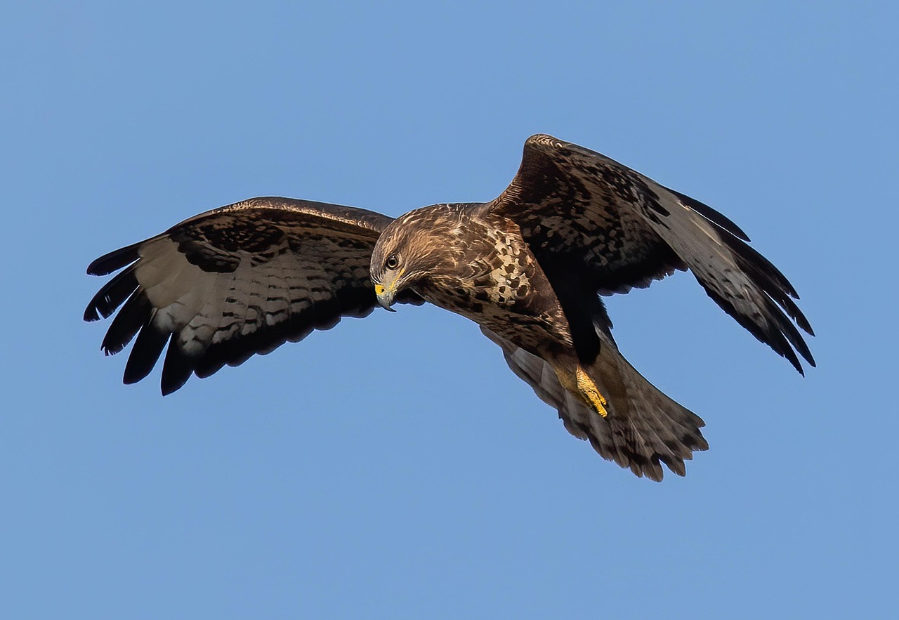 Buse variable