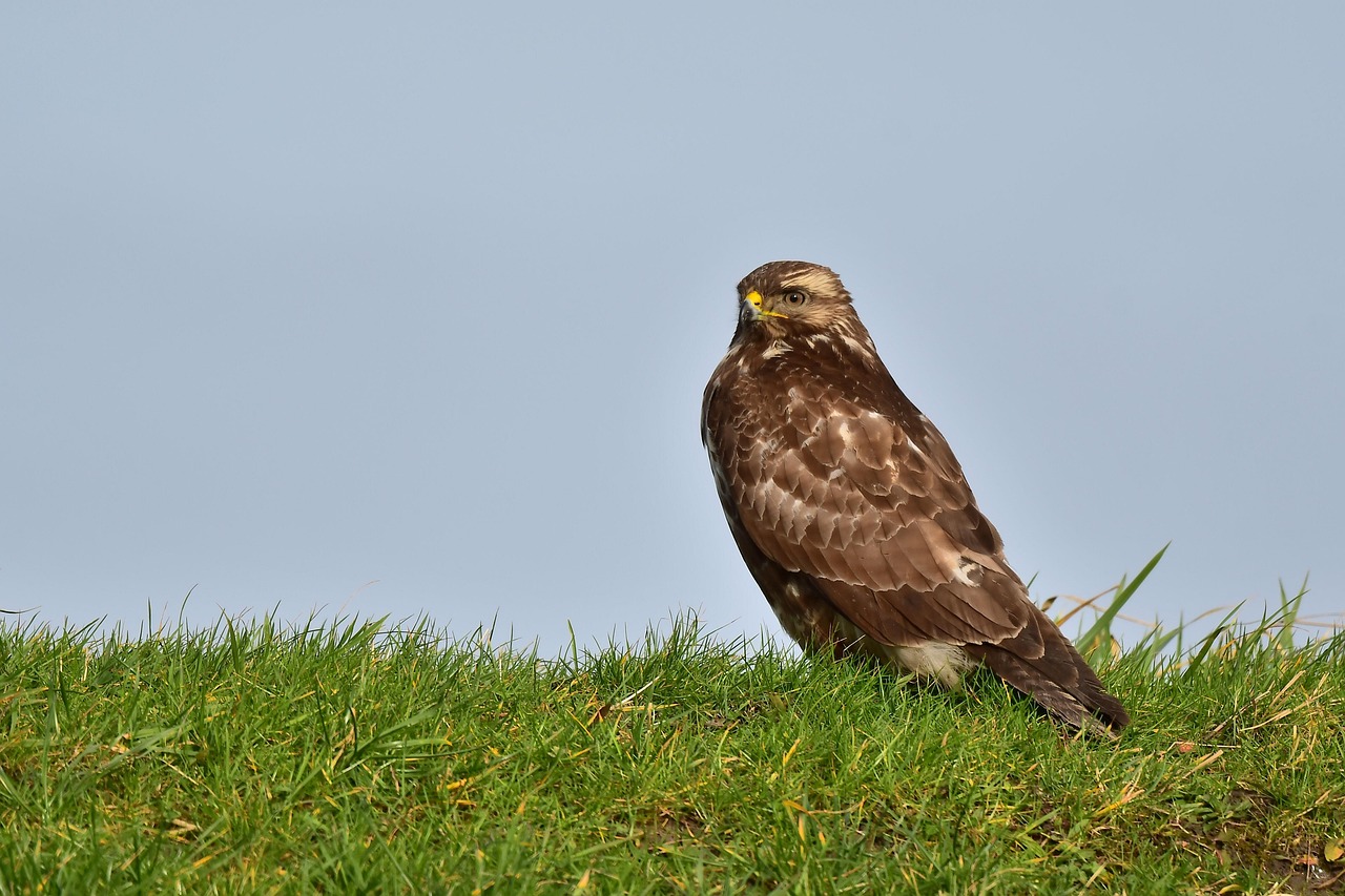 Buse variable