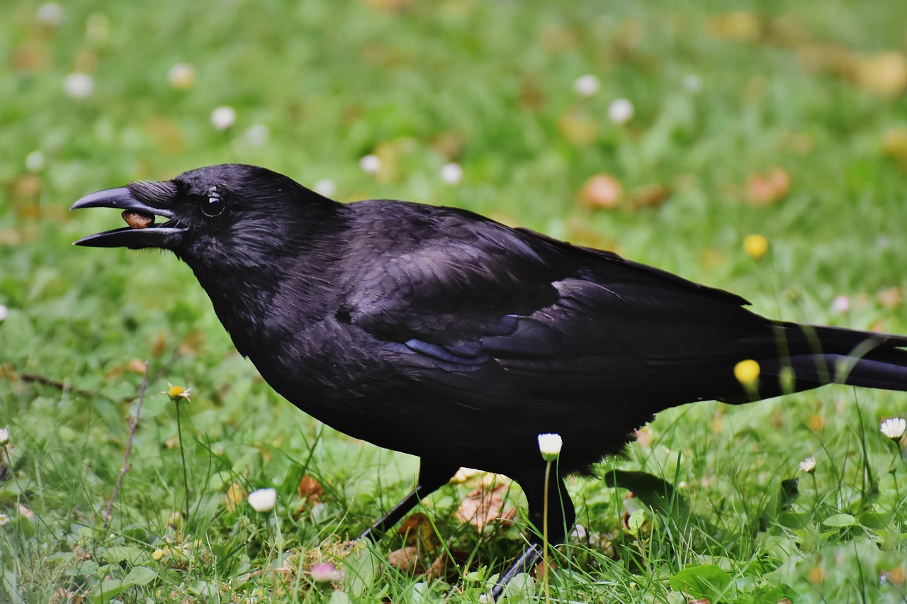 Corneille noire